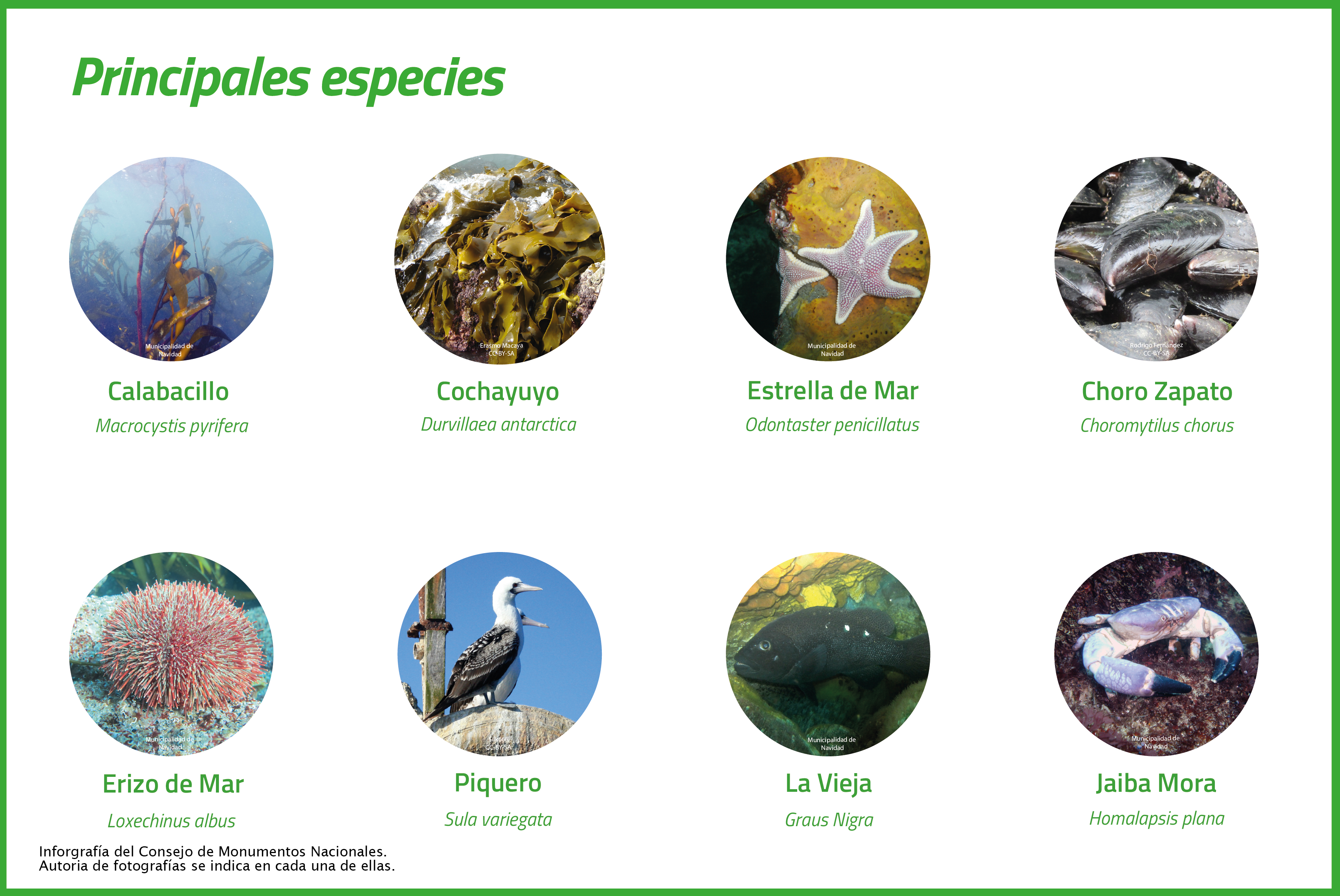 Especies Bosque Calabacillo