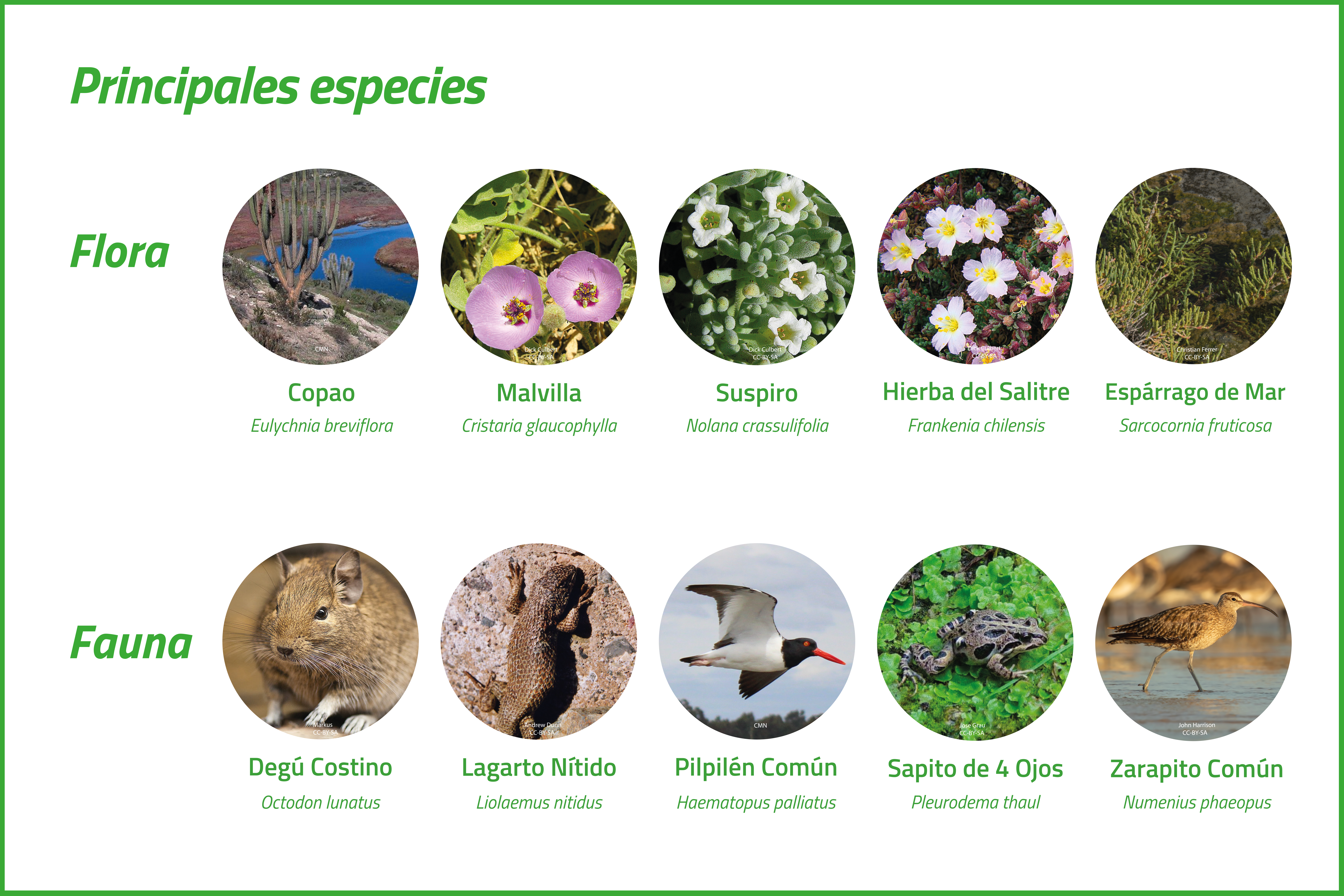 Especies del Humedal de Tongoy