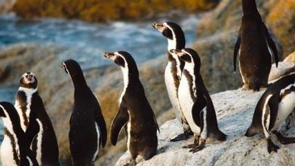 Islote Pájaros Niños