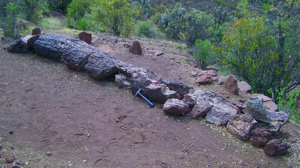 Imagen del monumento Bosque Petrificado y yacimiento de huesos de dinosaurio