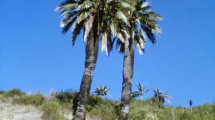 Imagen del monumento Palmar El Salto
