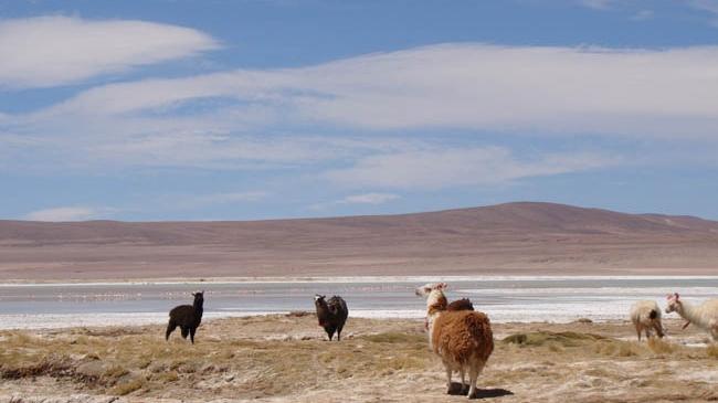 Imagen del monumento Salar de Huasco