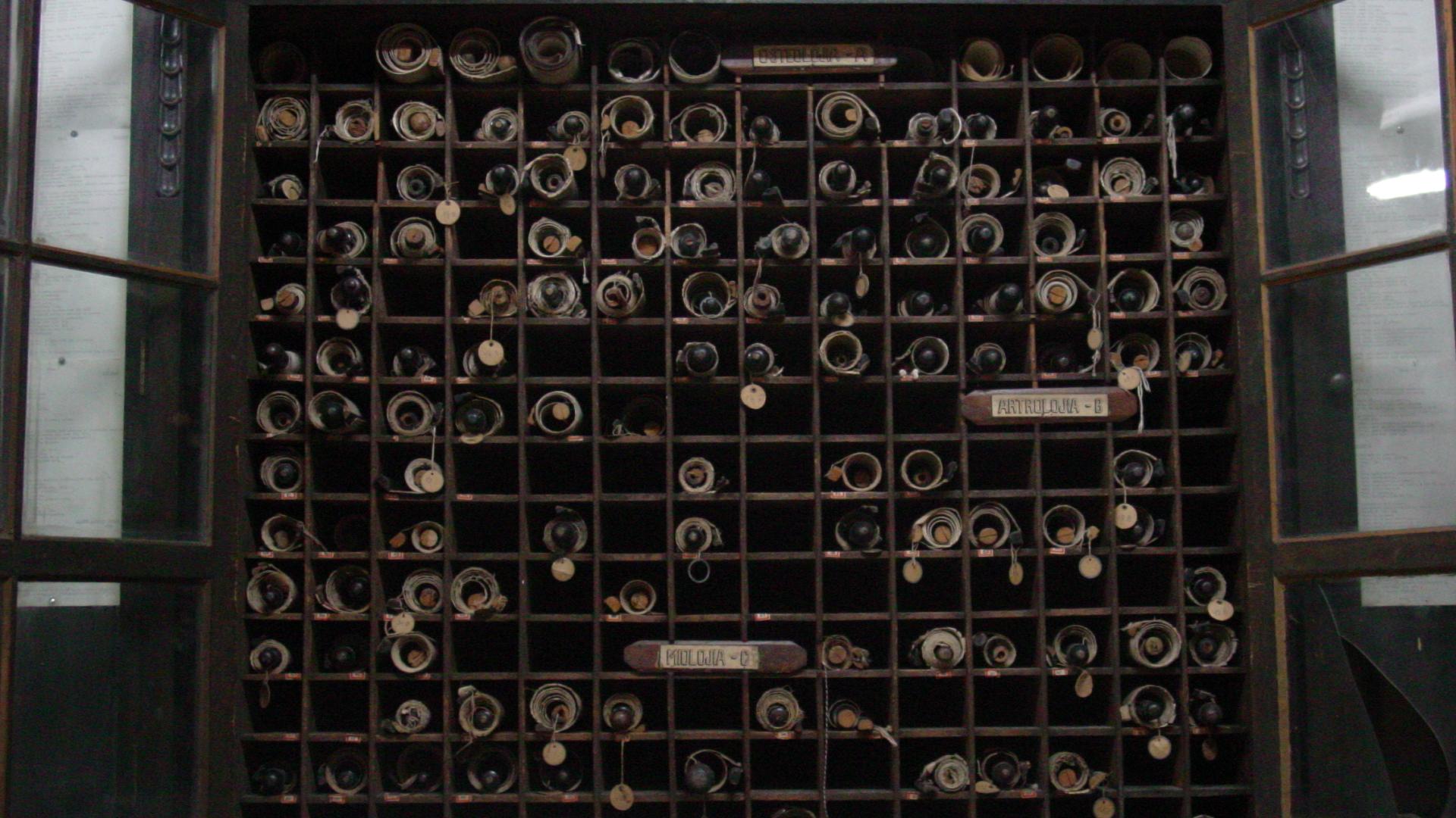 Colecciones del Museo de Anatomía Imagen del monumento Colecciones del Museo de Anatomía
