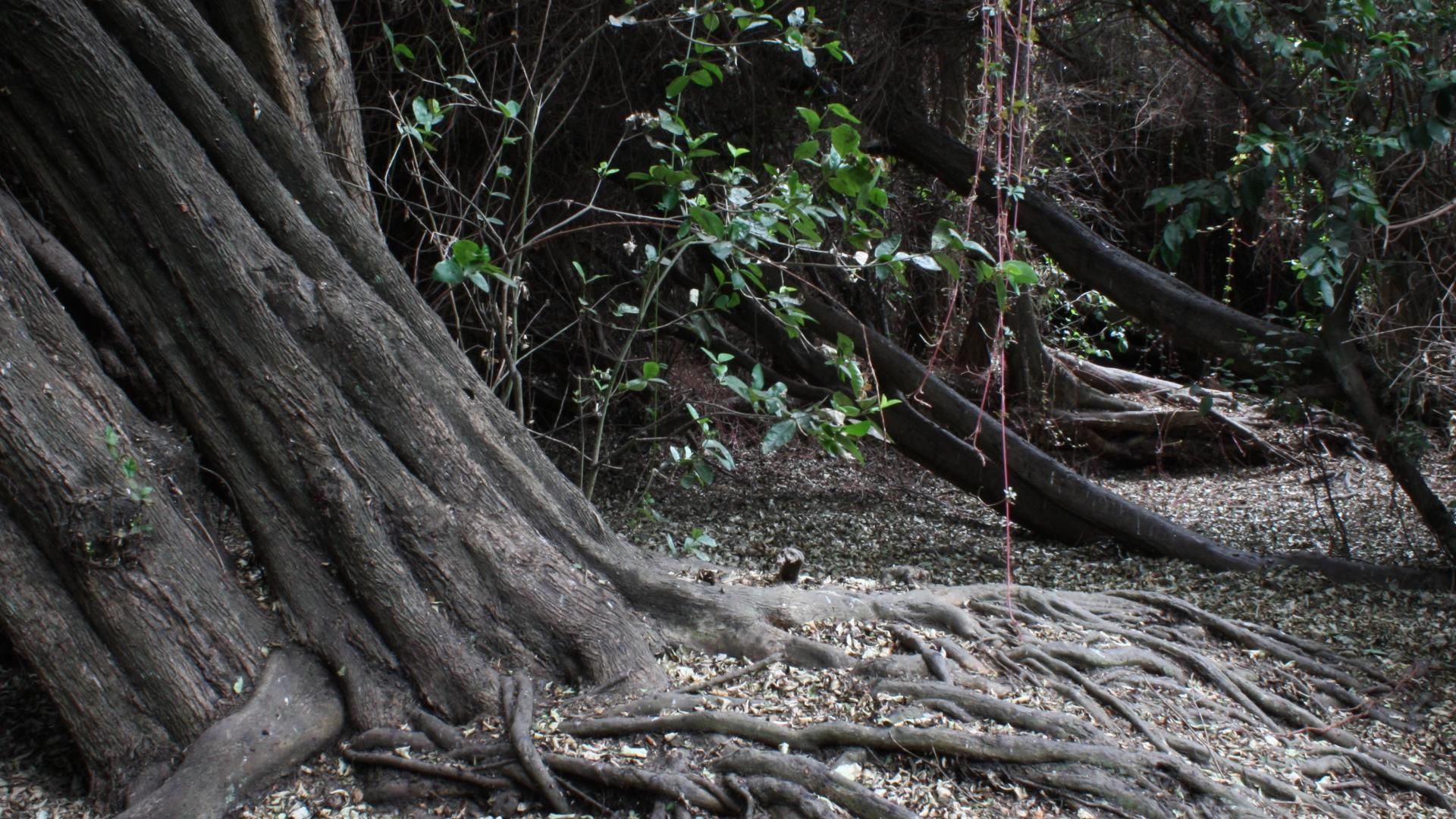 Imagen del monumento Bosque Las Petras de Quintero y su entorno
