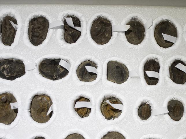 Imagen de Chile entrega a Bolivia 42 piezas paleontológicas incautadas en paso fronterizo