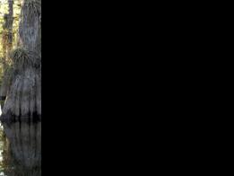 Imagen de Estados Unidos pide reingreso de su Parque Nacional de los Everglades a Lista de Patrimonio Mundial en Peligro