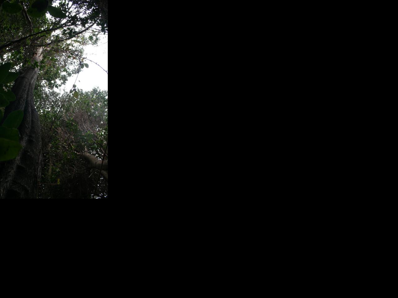 Imagen de Se capacitarán voluntarios y funcionarios públicos para recuperar el Bosque Las Petras de Quintero