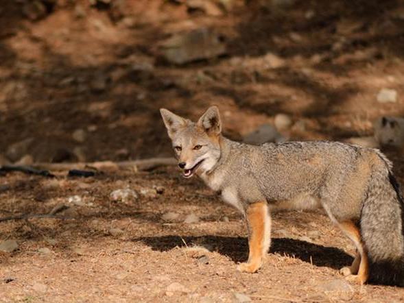 Imagen de CMN recomienda declarar Santuarios de la Naturaleza Quebrada Llau Llau y Área de Palma chilena en Monte Aranda