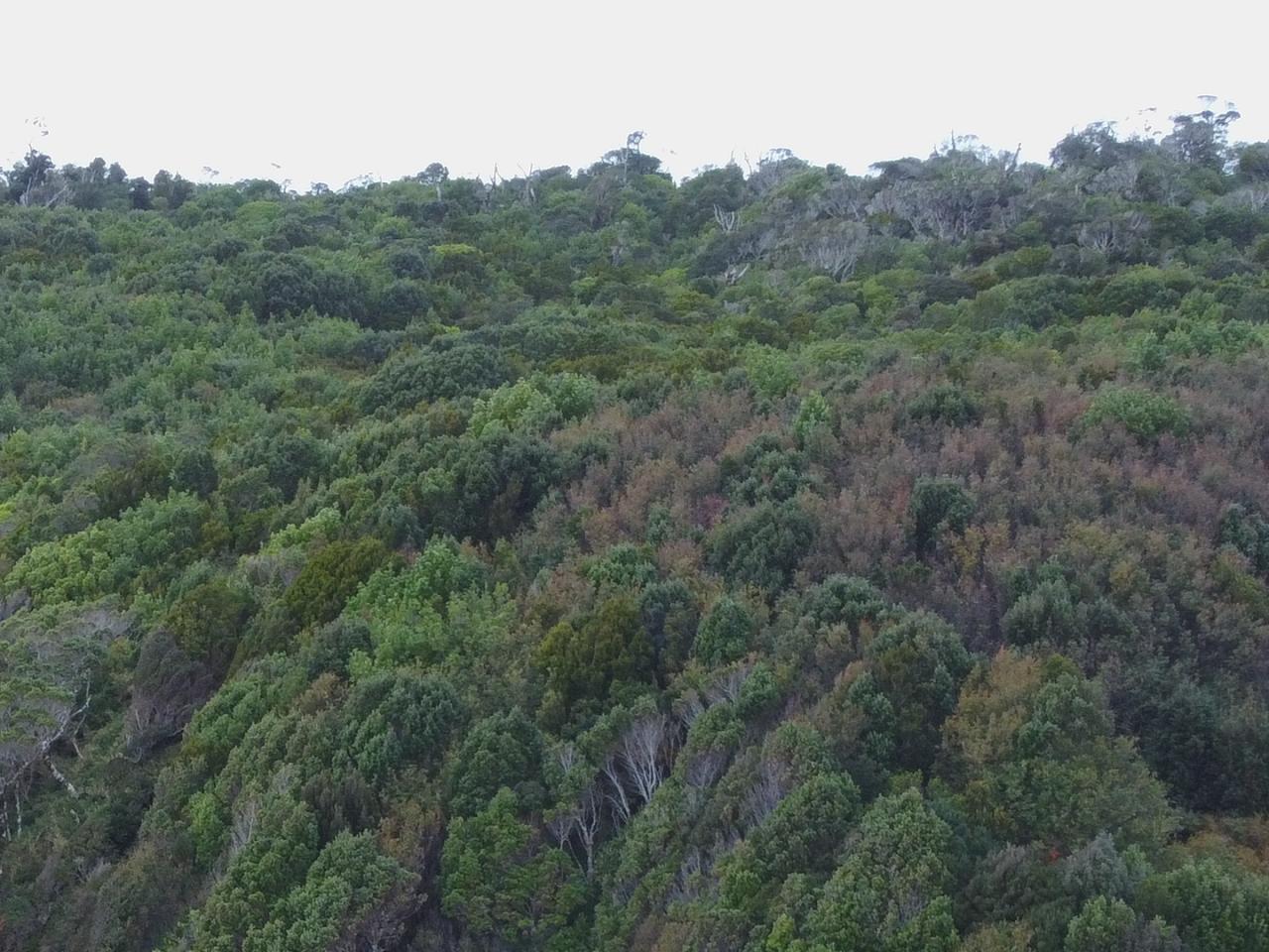 Imagen de CMN aprueba informe técnico favorable para declaratoria como Santuario de la Naturaleza del Bosque Viejo de Huechucuicui, en Ancud