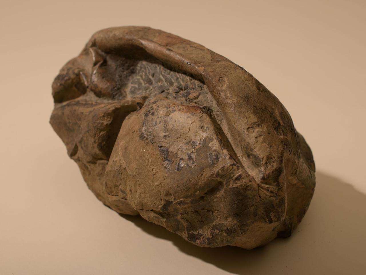 Imagen de Investigador del MNHN forma parte del equipo que encontró huevo gigante de reptil marino
