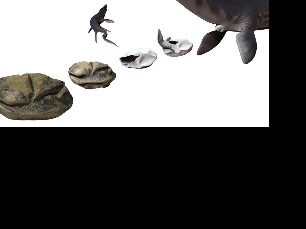 Imagen de Investigador del MNHN forma parte del equipo que encontró huevo gigante de reptil marino