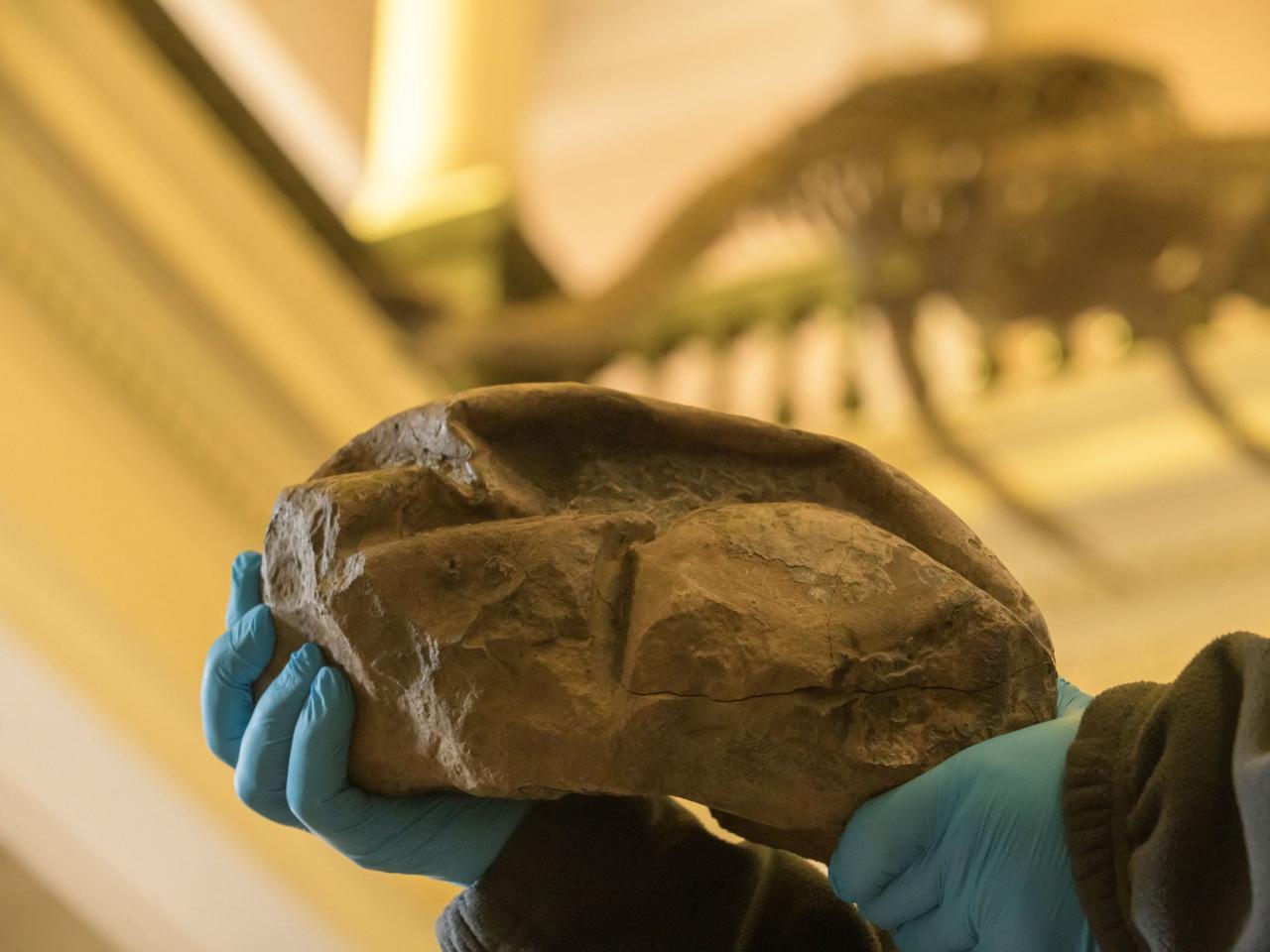 Imagen de Investigador del MNHN forma parte del equipo que encontró huevo gigante de reptil marino