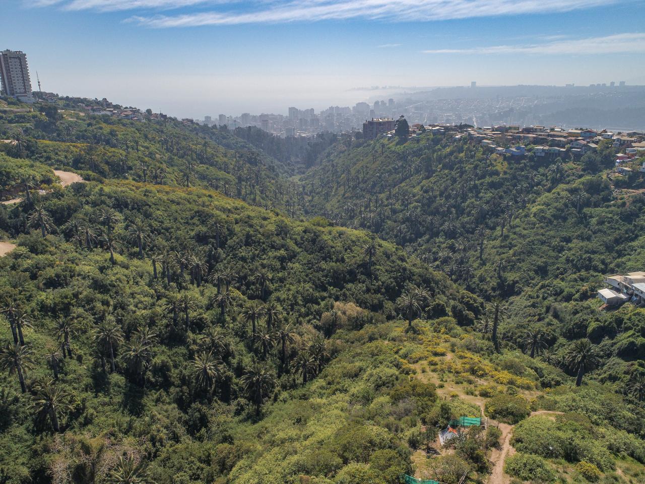 Imagen de Consejo de Monumentos Nacionales evalúa daños al patrimonio natural afectado por incendio en Viña del Mar