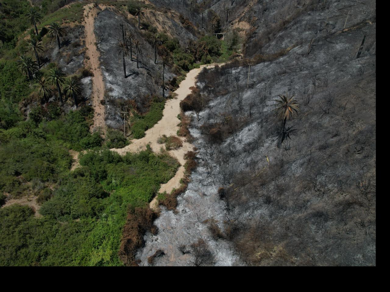 Imagen de Profesionales de la ST CMN realizaron inspección en Santuario de la Naturaleza Palmar El Salto de Viña del Mar