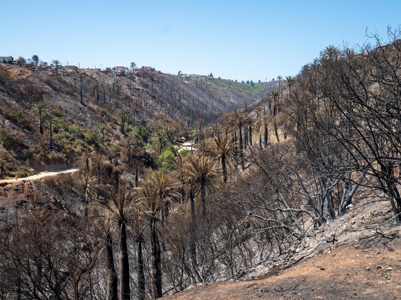 Imagen de Profesionales de la ST CMN realizaron inspección en Santuario de la Naturaleza Palmar El Salto de Viña del Mar