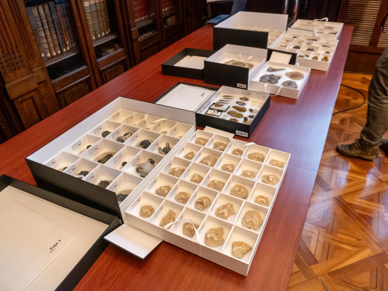 Imagen de Secretaría Técnica del CMN concreta la restitución de piezas paleontológicas originarias de Marruecos