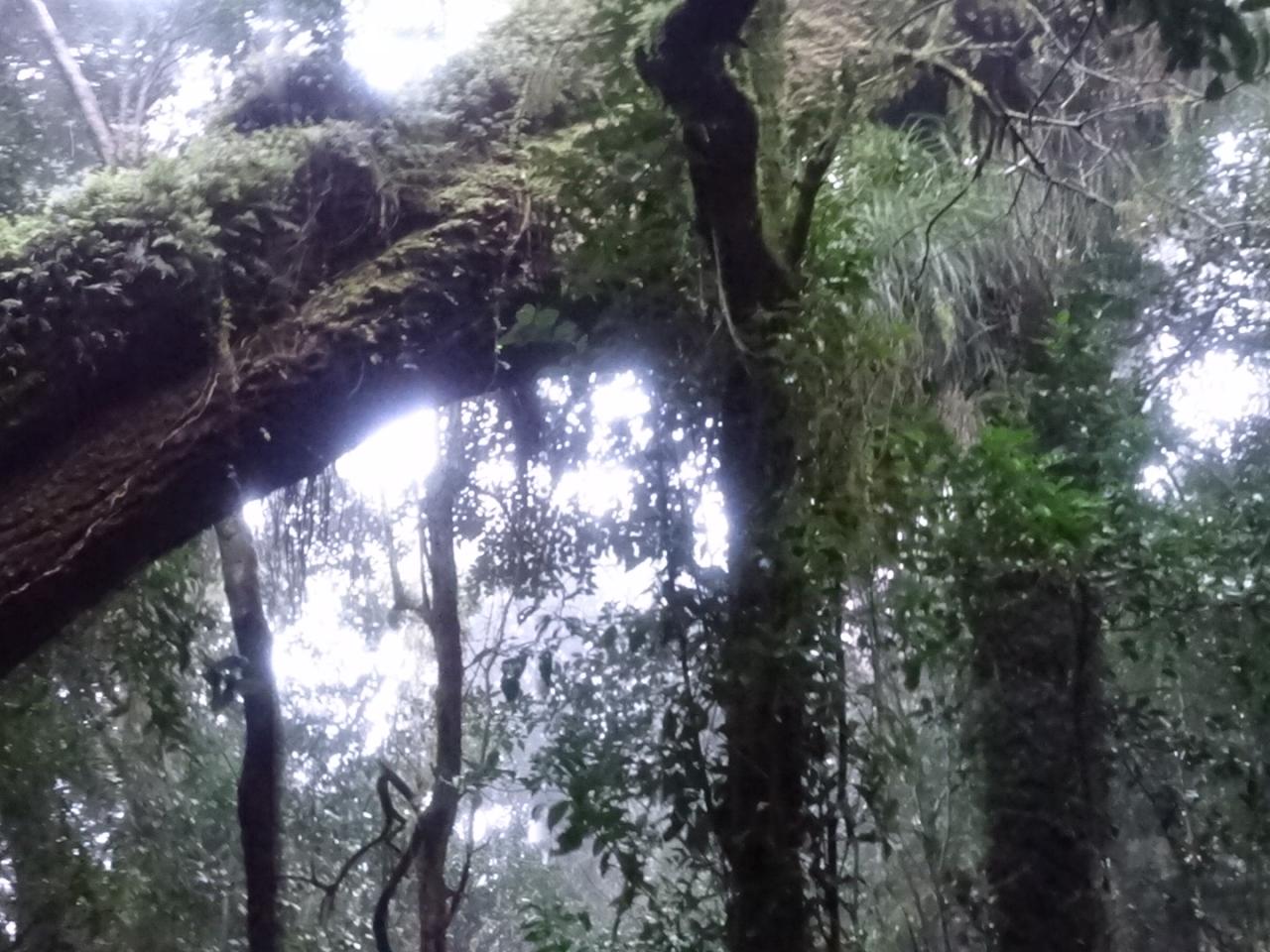 Imagen de CMN aprueba informe técnico favorable para declaratoria como Santuario de la Naturaleza del Bosque Viejo de Huechucuicui, en Ancud