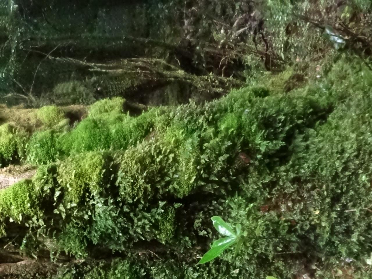 Imagen de CMN aprueba informe técnico favorable para declaratoria como Santuario de la Naturaleza del Bosque Viejo de Huechucuicui, en Ancud