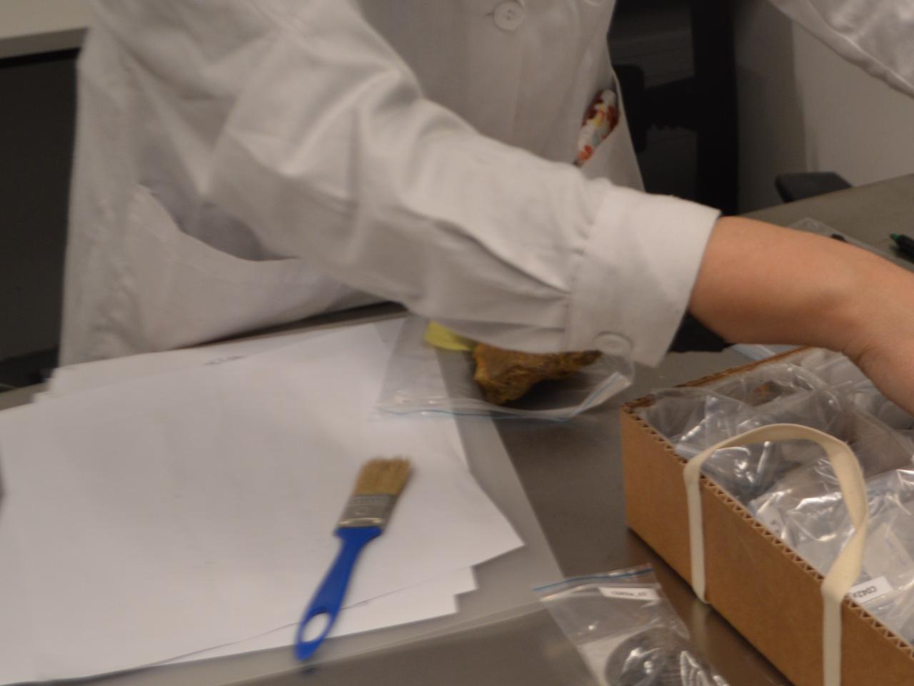 Imagen de Depósito de Paleontología del CMN estrena sus nuevas dependencias en el Palacio Pereira