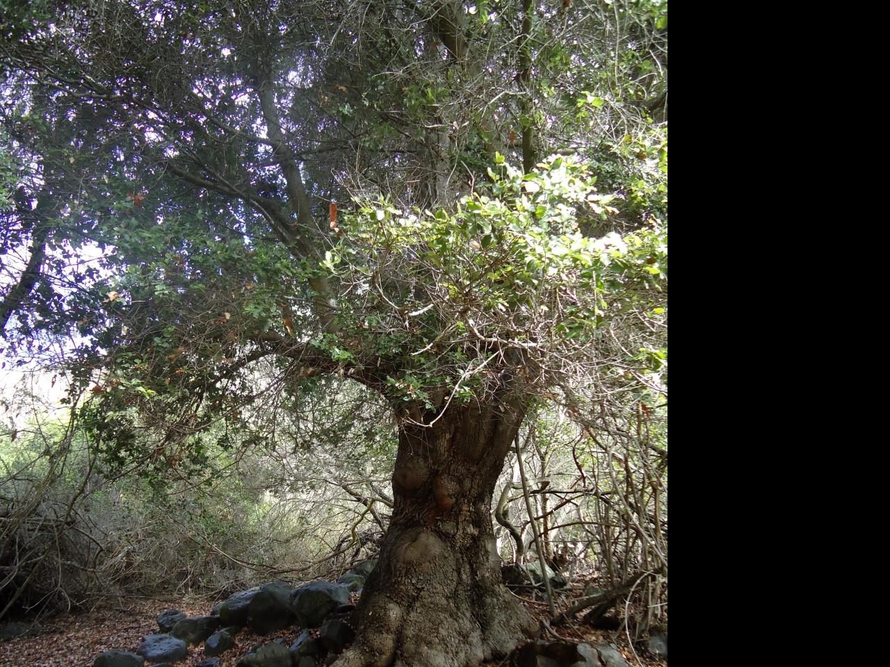 Imagen de Se oficializa la creación del Santuario de la Naturaleza Quebrada Llau llau.