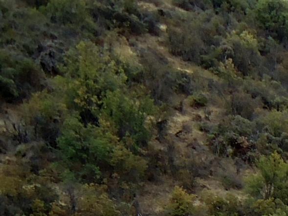 Imagen de CMN recomienda declarar Santuarios de la Naturaleza Quebrada Llau Llau y Área de Palma chilena en Monte Aranda