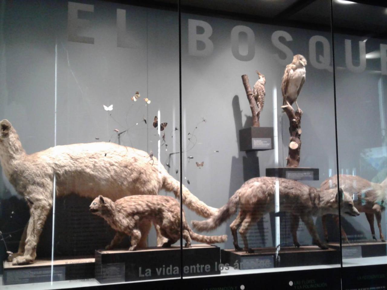 Imagen del monumento Colecciones del Museo de Historia Natural de Concepción, dependiente de la Dirección de Bibliotecas, Archivos y Museos