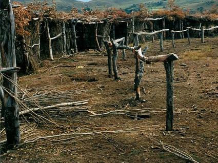 Imagen del monumento Complejo religioso y ceremonial indígena mapuche de Mitrauquén Alto, Eltuwe (cementerio) y Ngüillatuwe
