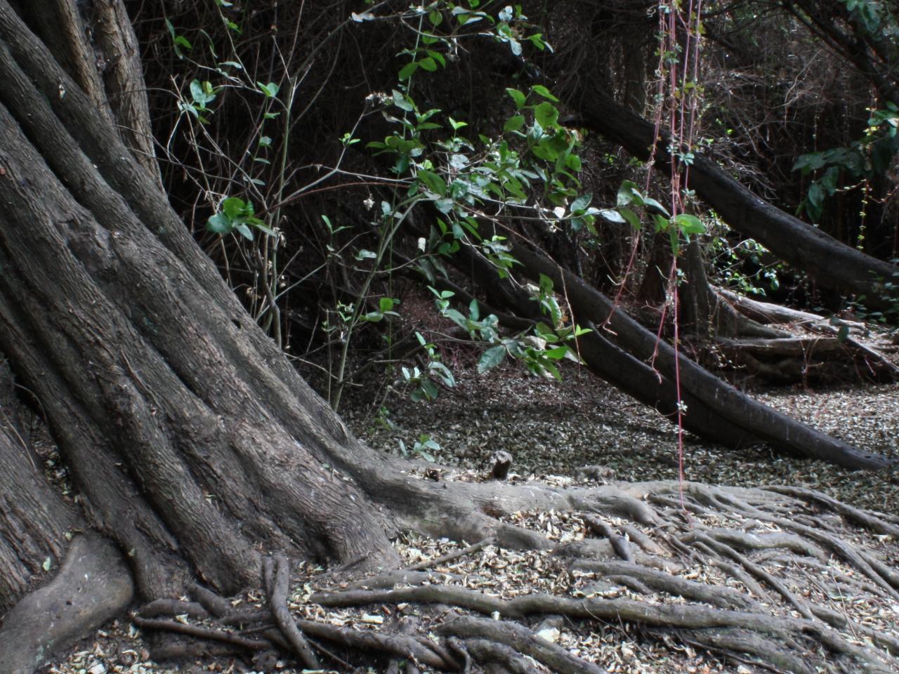 Imagen del monumento Bosque Las Petras de Quintero y su entorno