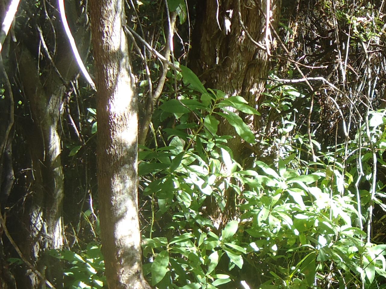 Imagen del monumento Quebrada Llau Llau