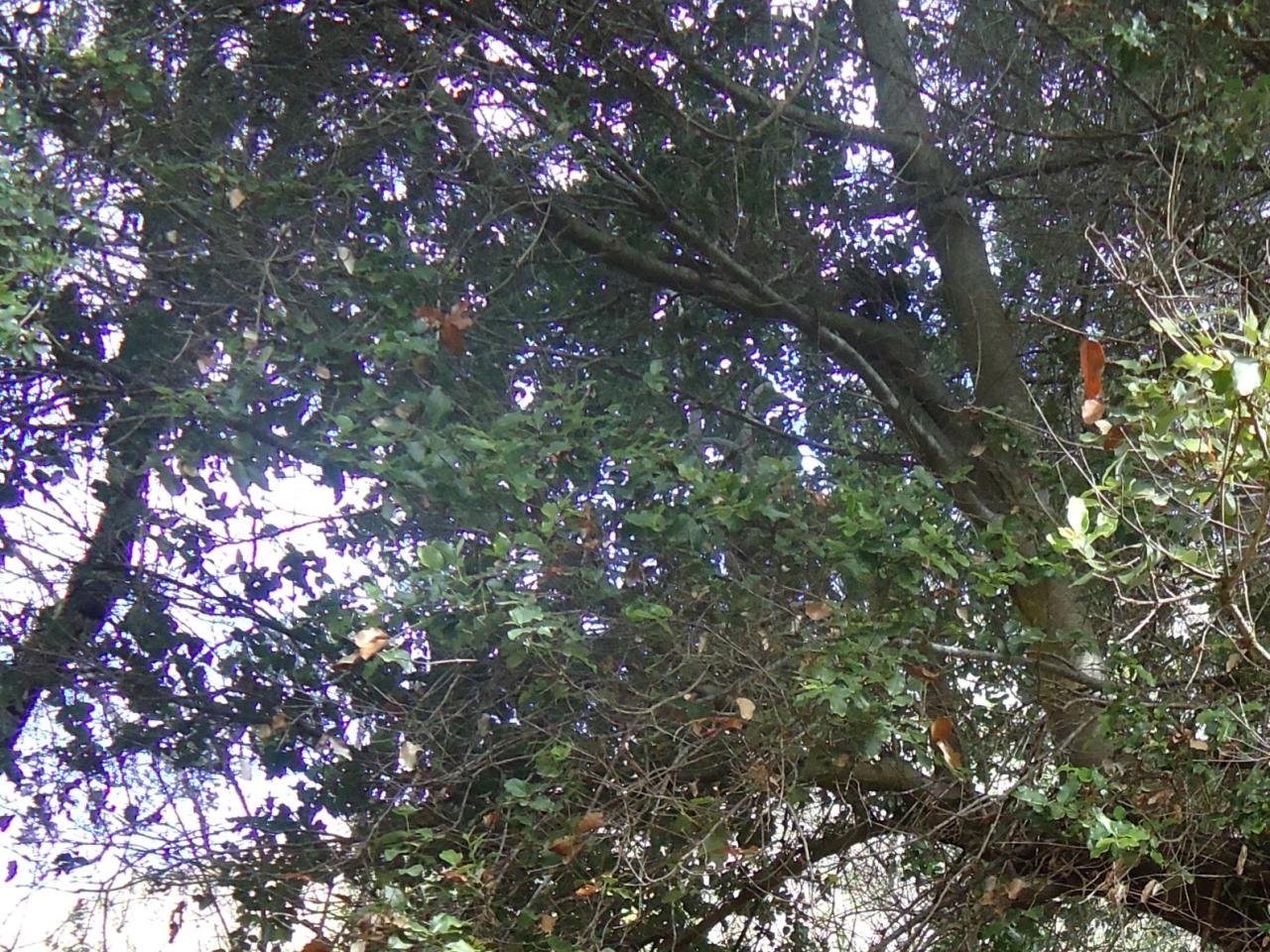 Imagen del monumento Quebrada Llau Llau