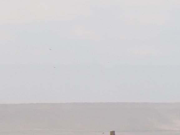 Imagen del monumento Humedal de la desembocadura del río Lluta