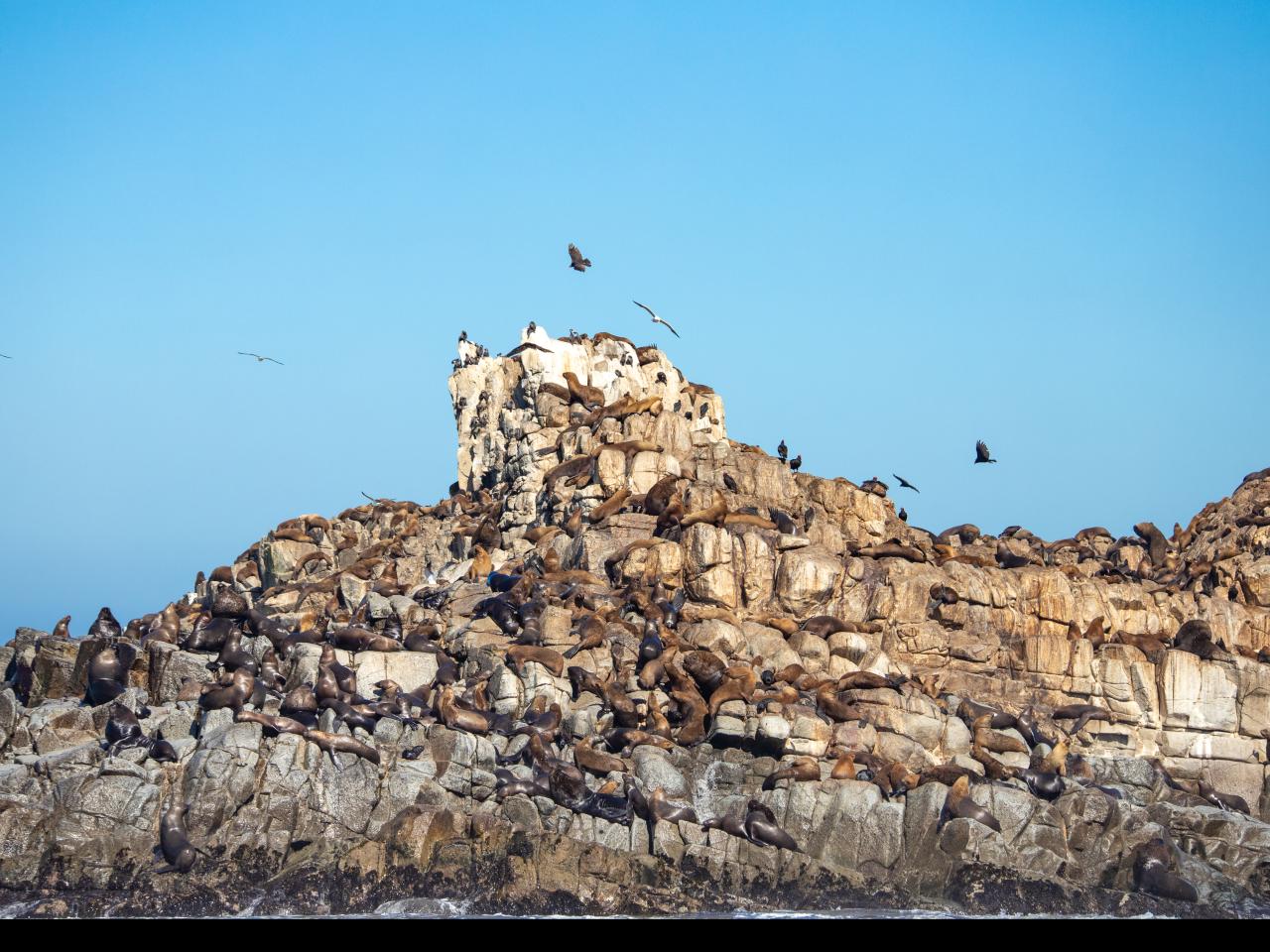 Imagen del monumento Los islotes Lobería y lobería Iglesia de Piedra