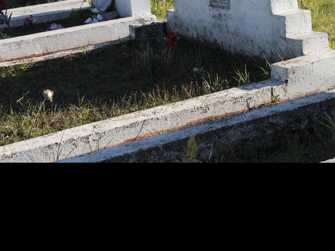 Imagen del monumento Nguillatuwe, menoko y cementerio del complejo ceremonial y religioso mapuche de Monopaine