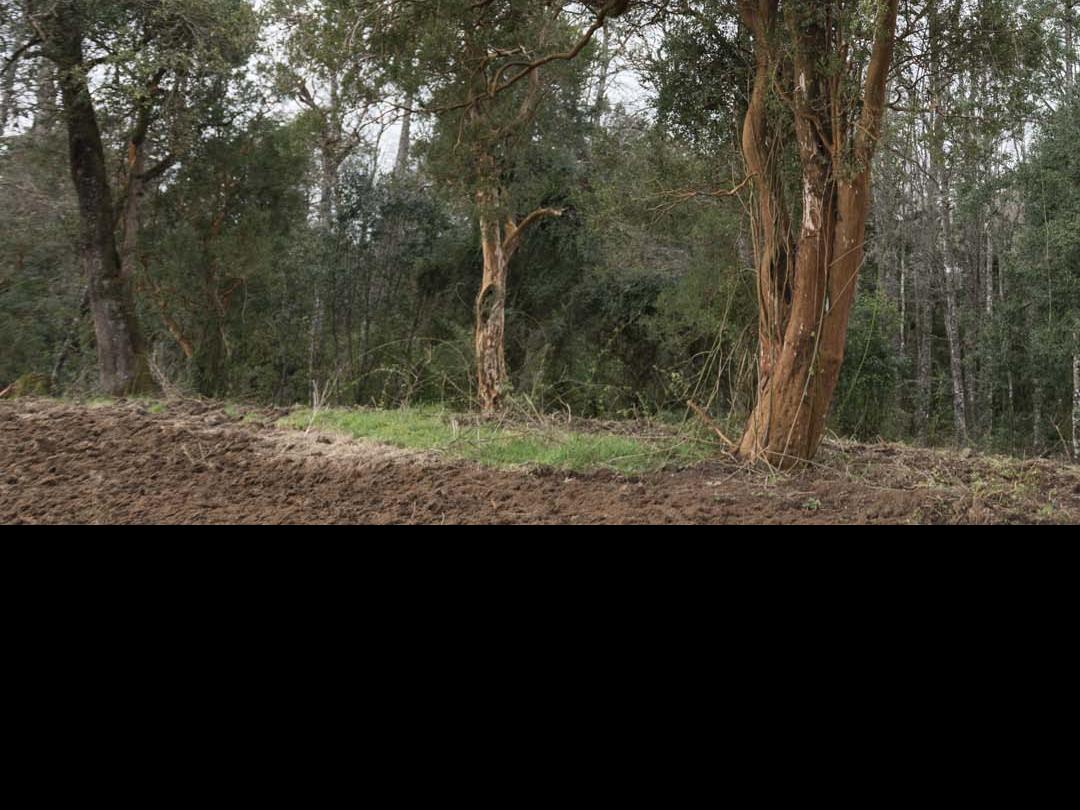 Imagen del monumento Complejo religioso y  ceremonial indígena mapuche de Nolgyehue ó Nolguehue, Eltuwe (cementerio) y Menoko