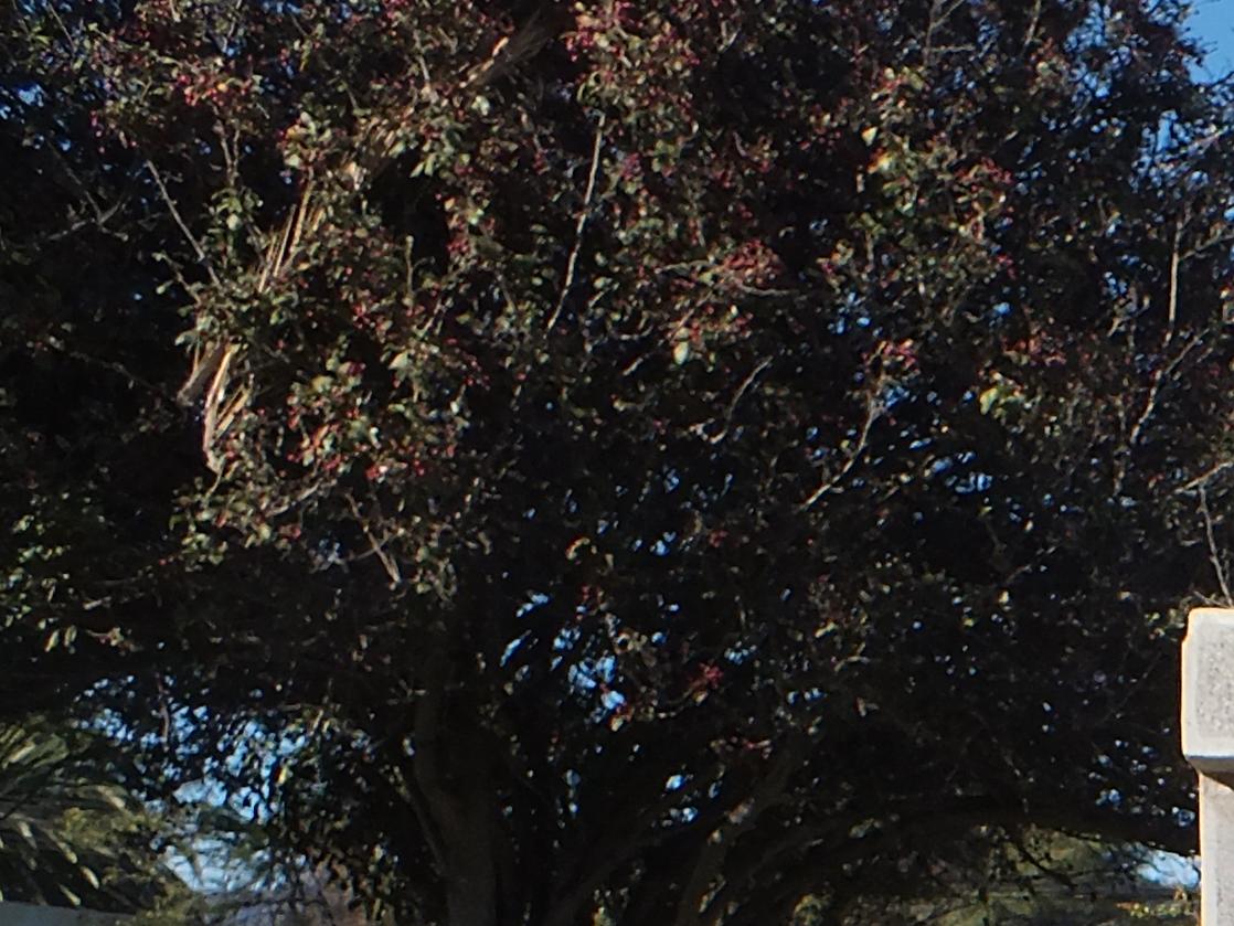 Imagen del monumento Homenaje a las Victimas de violaciones de DD. HH. Ovalle