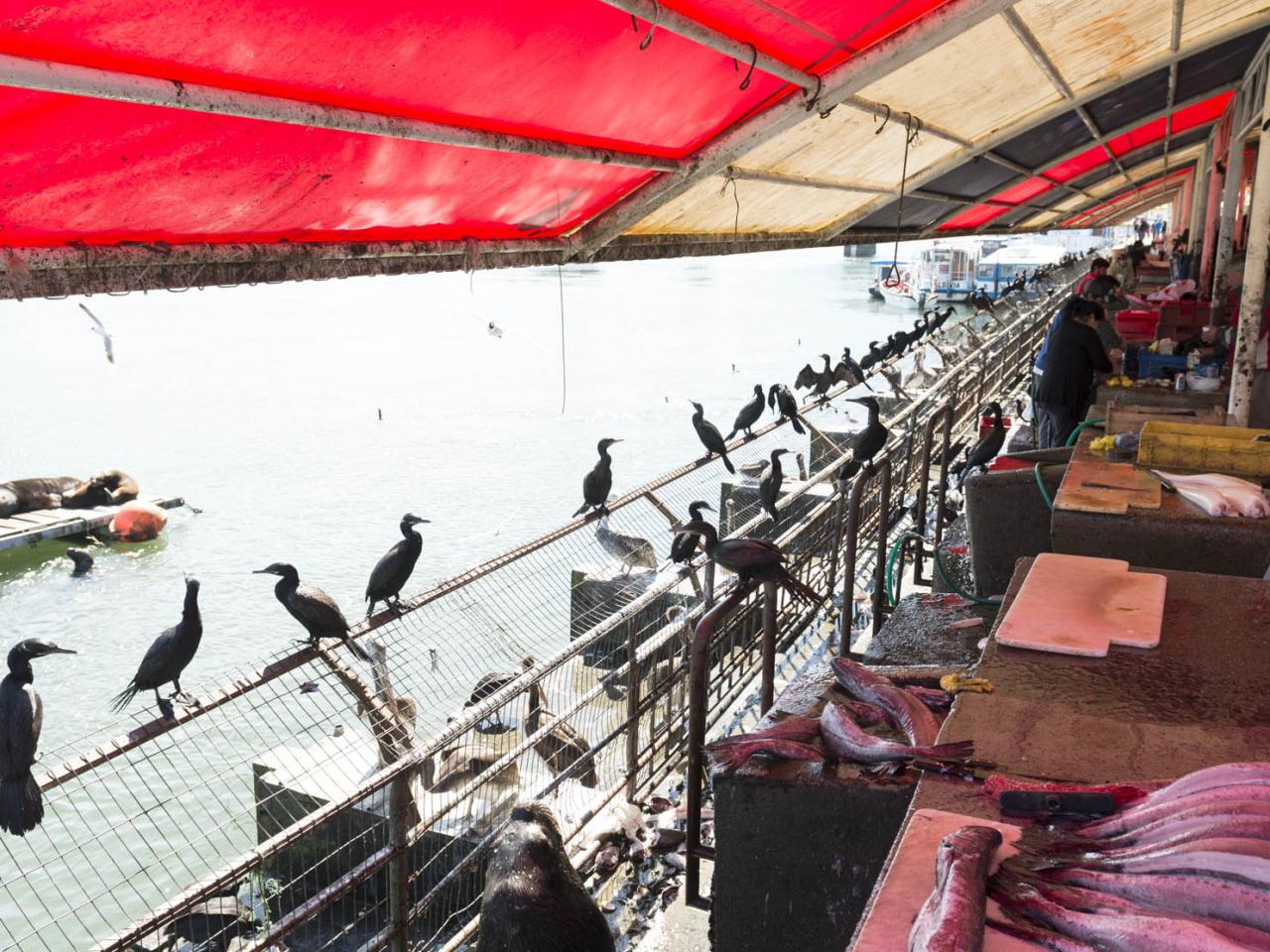 Imagen del monumento Feria fluvial de Valdivia y su entorno