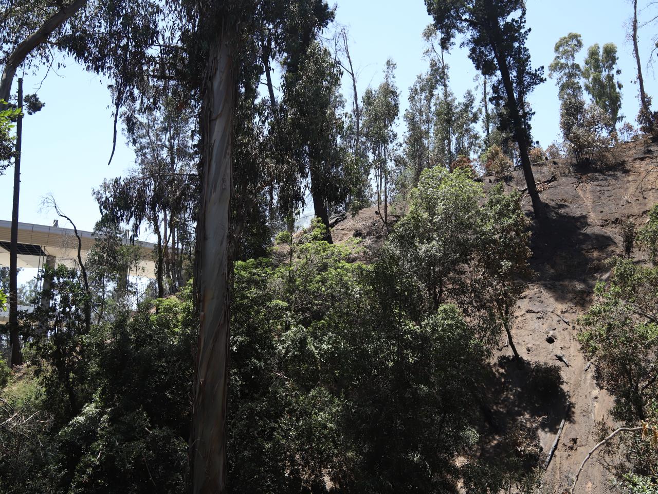 Imagen de Profesionales de la ST CMN realizaron inspección en Santuario de la Naturaleza Palmar El Salto de Viña del Mar