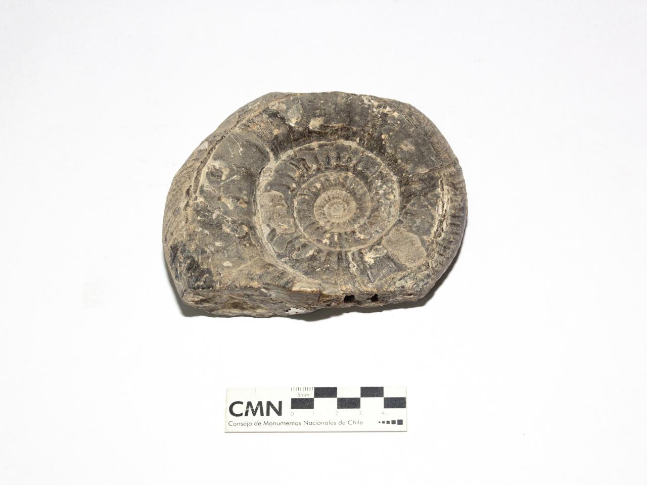 Imagen de CMN recibe piezas incautadas por la PDI en Quintero para someterlas a peritajes