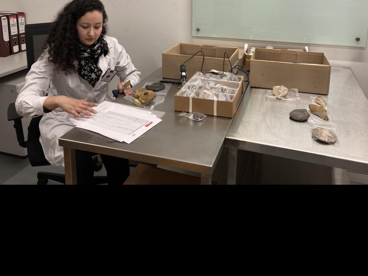 Imagen de Depósito de Paleontología del CMN estrena sus nuevas dependencias en el Palacio Pereira