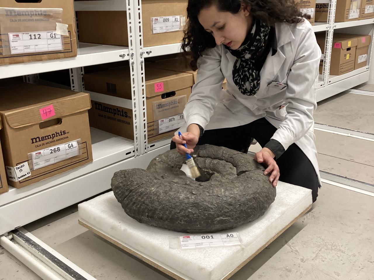 Imagen de Depósito de Paleontología del CMN estrena sus nuevas dependencias en el Palacio Pereira