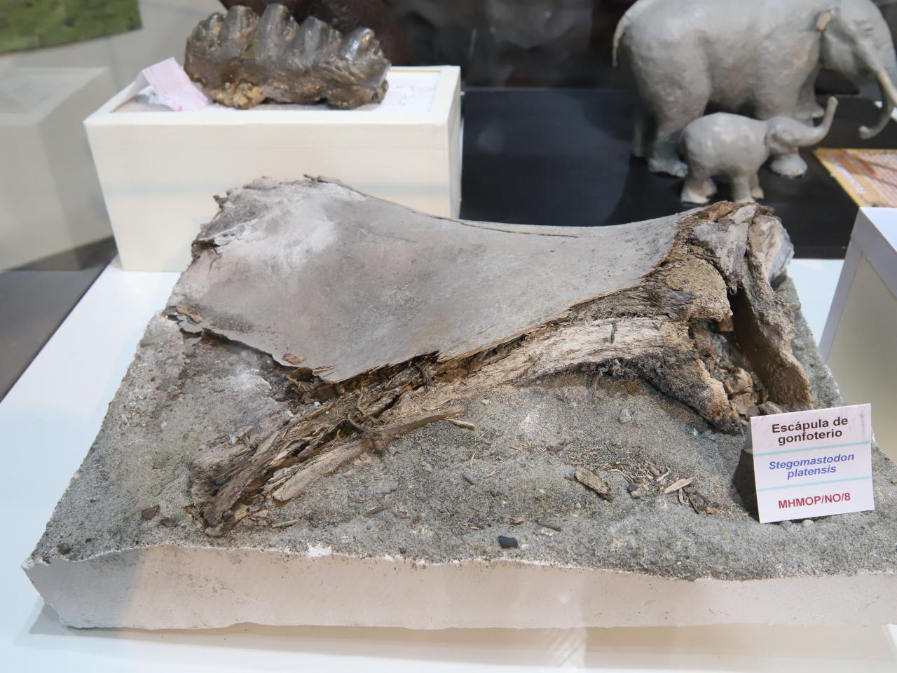 Imagen de ¿Qué hago si encuentro un fósil?