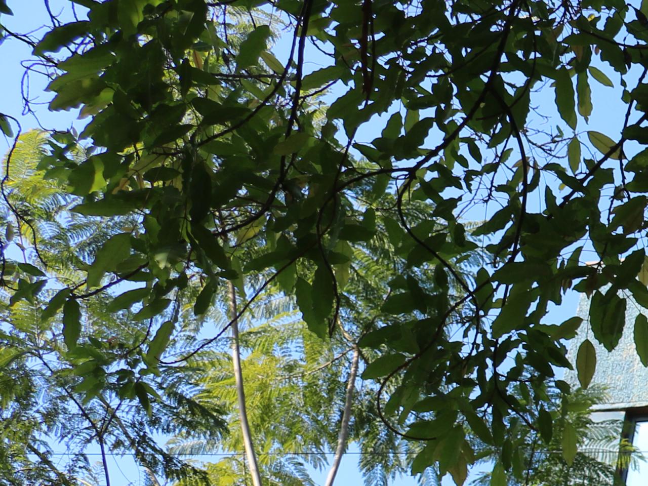 Imagen de CMN aprueba solicitud de declaratoria como Monumento Histórico de la Casa de la Memoria Sola Sierra