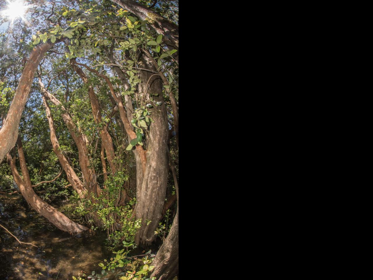 Imagen de Se declara Santuario de la Naturaleza El Natri en la Región del Biobío