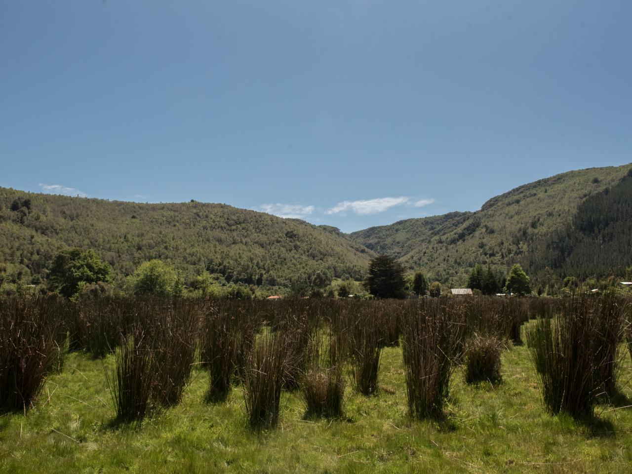 Imagen de Se declara Santuario de la Naturaleza El Natri en la Región del Biobío