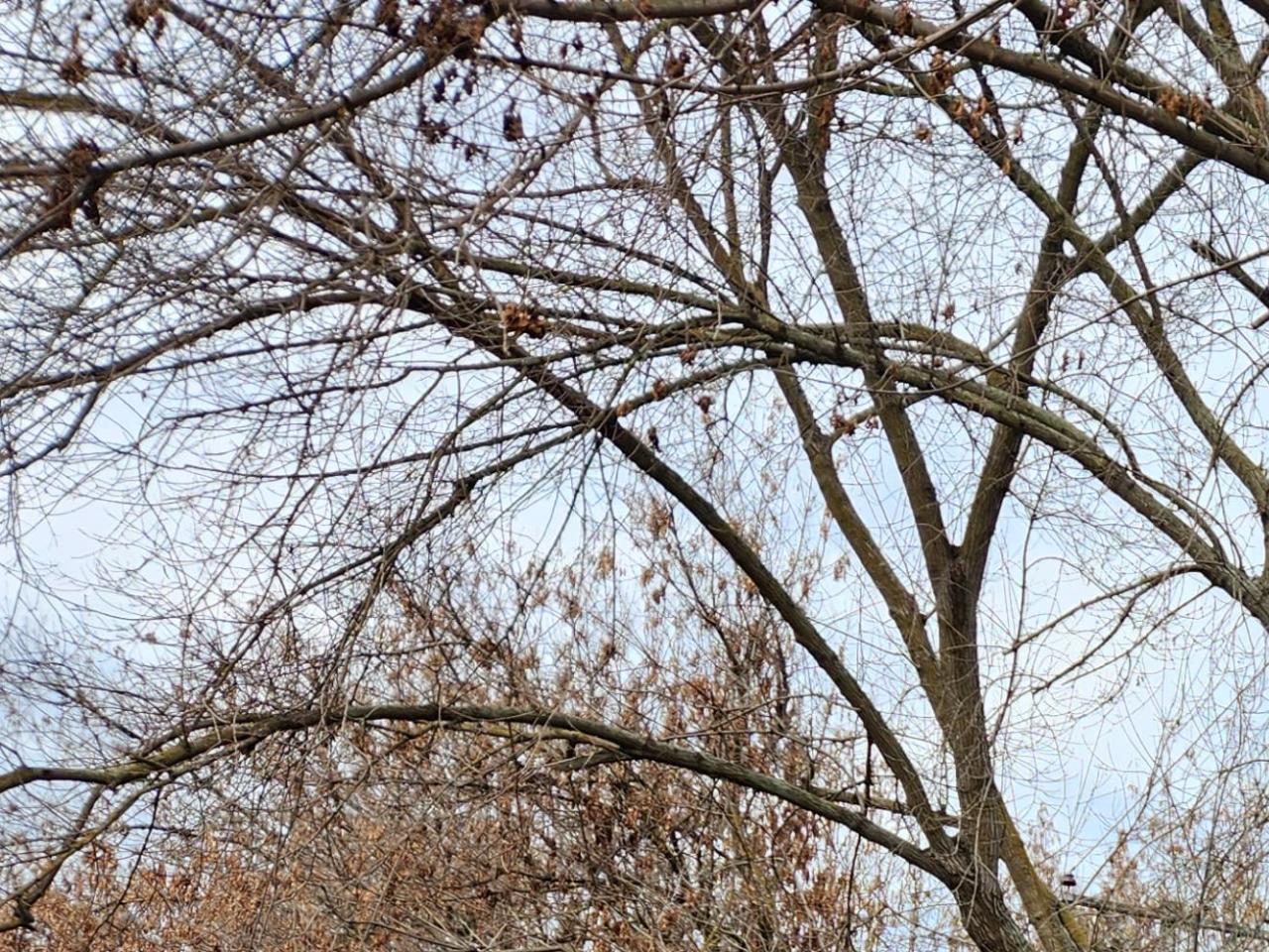 Imagen de Avanzan obras de emergencia en la Zona Típica Pueblo de Zúñiga, de San Vicente de Tagua-Tagua