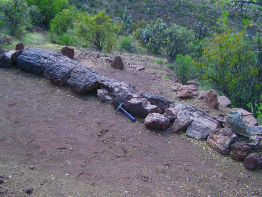 Imagen del monumento Bosque Petrificado y yacimiento de huesos de dinosaurio