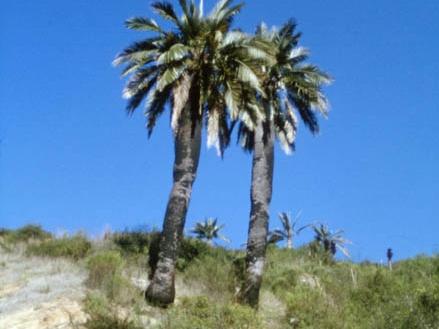 Imagen del monumento Palmar El Salto