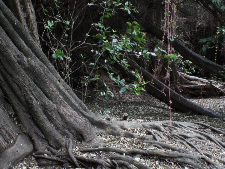 Imagen del monumento Bosque Las Petras de Quintero y su entorno