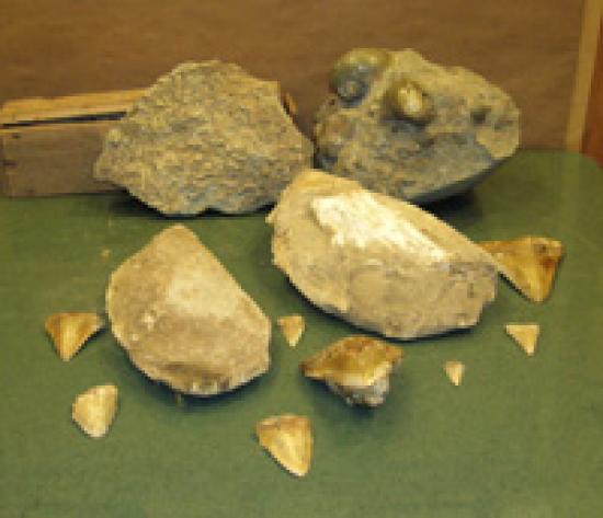 Imagen de ALERTAN SOBRE CONTRABANDO DE FÓSILES