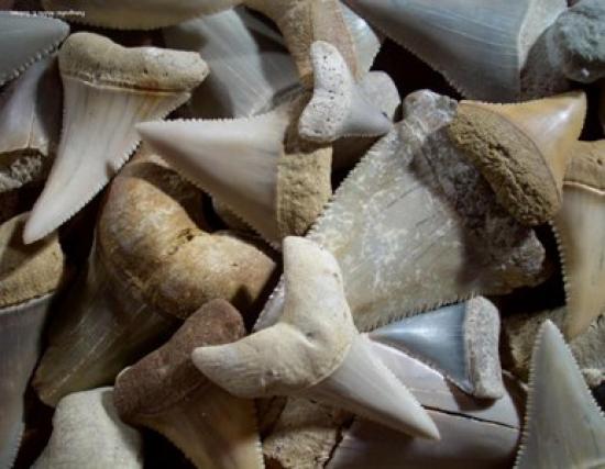 Imagen de Conferencia de paleontólogos argentinos del Museo de Ciencias Naturales de la Universidad de La Plata